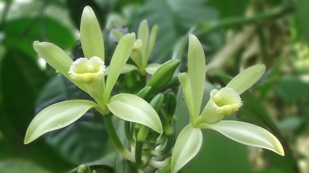 Vanilka kvet