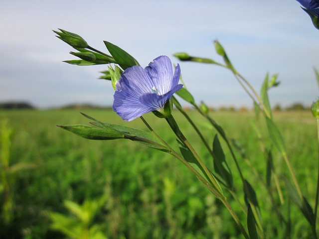 Ľan siaty