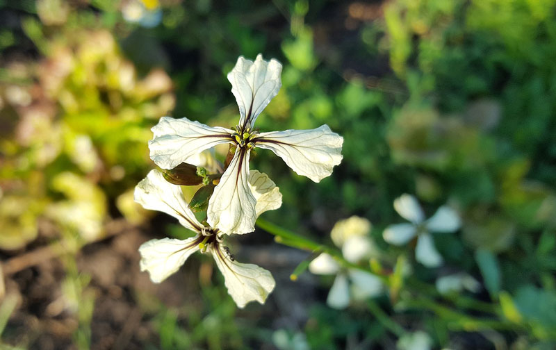 roketa siata
